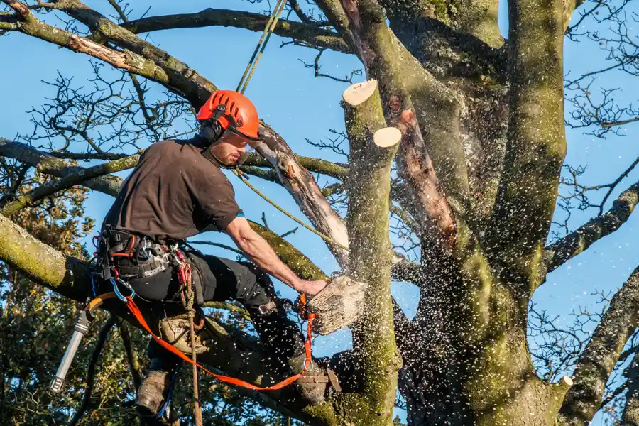 Tree Services